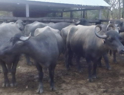 [Colombia] El trabajo con búfalos, un recurso de empoderamiento y autogestión