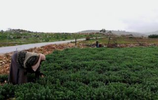 Agricultura palestina