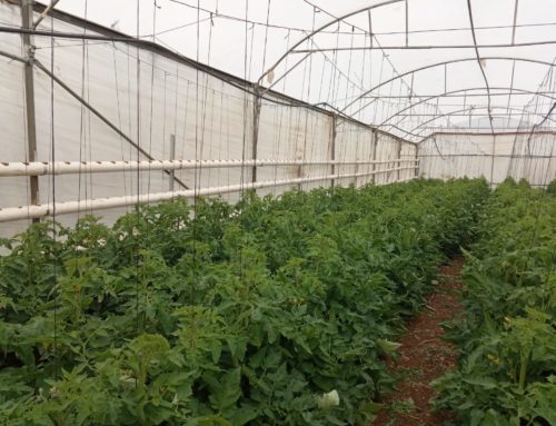 [Palestina] Fomentamos la adopción de sistemas productivos agrícolas sostenibles