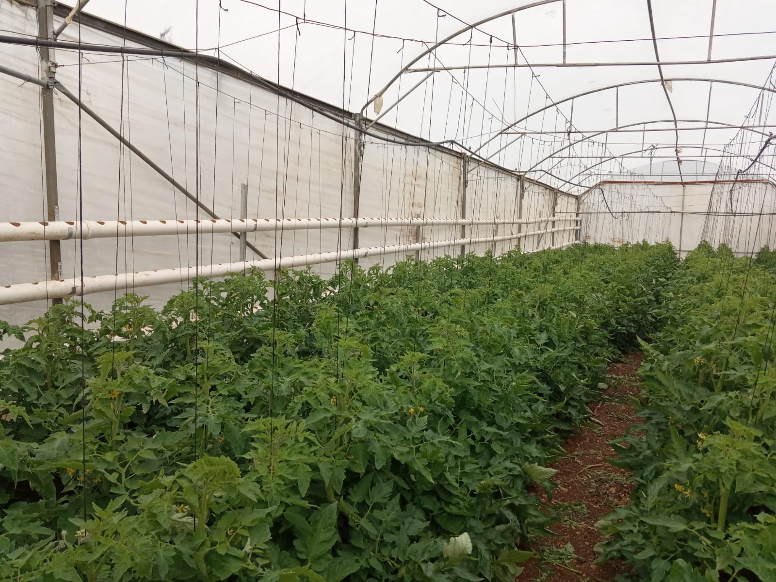 Agrícola sostenible Palestina