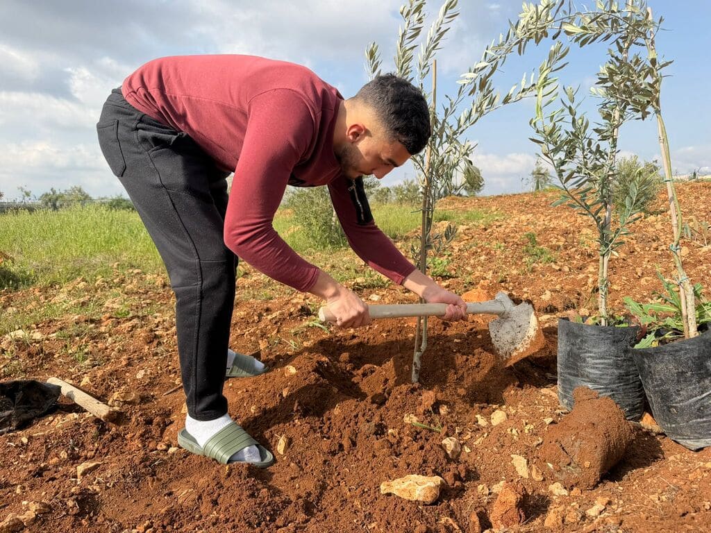 arrassar_camp_palesti_camperol-2 Camperol palestí replanta oliveres